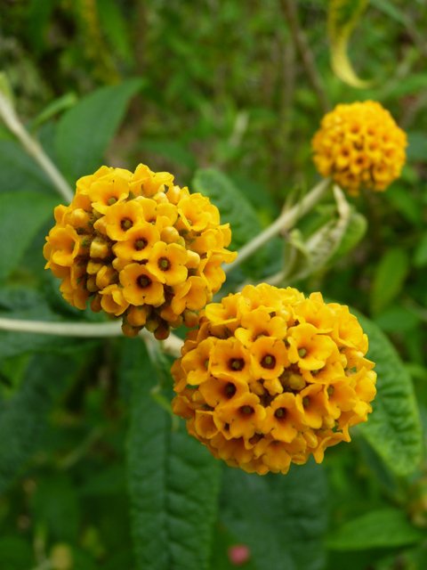 Buddleja globosa fleur